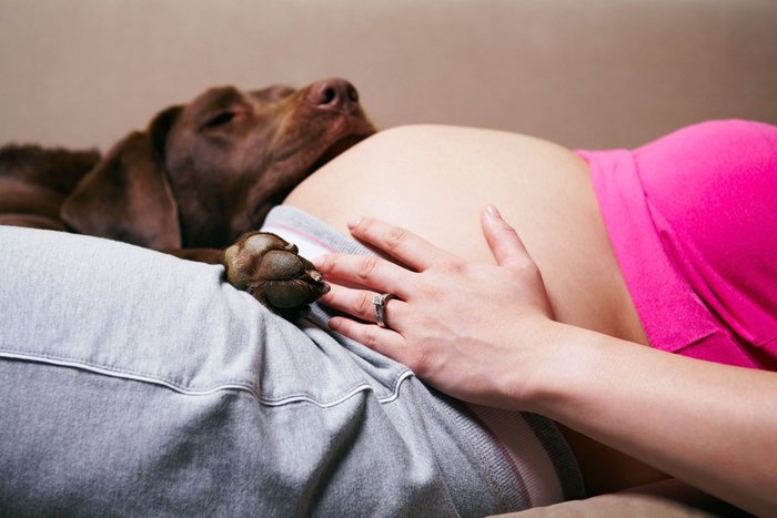 Does My Dog Know Im Pregnant Before I Do Animals Katalaynet