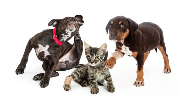 How to Kill Fleas on Your Cat or Dog, Once and For All Animals