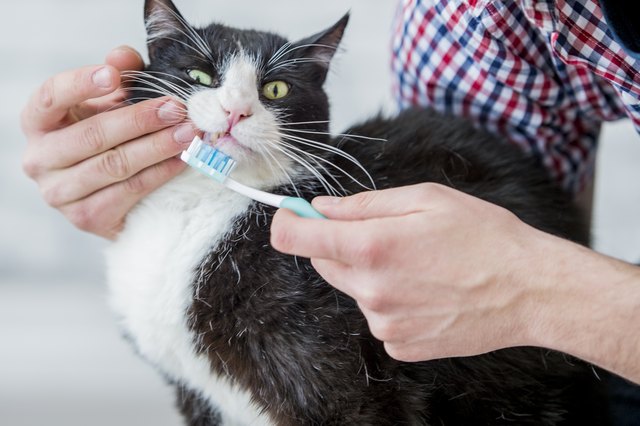 Should I Brush My Cat's Teeth? Animals